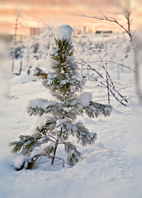 Разукрасилась зима ...