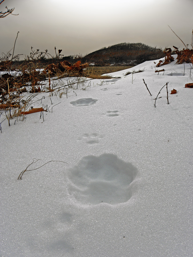 Большие кошки ходят одними тропами