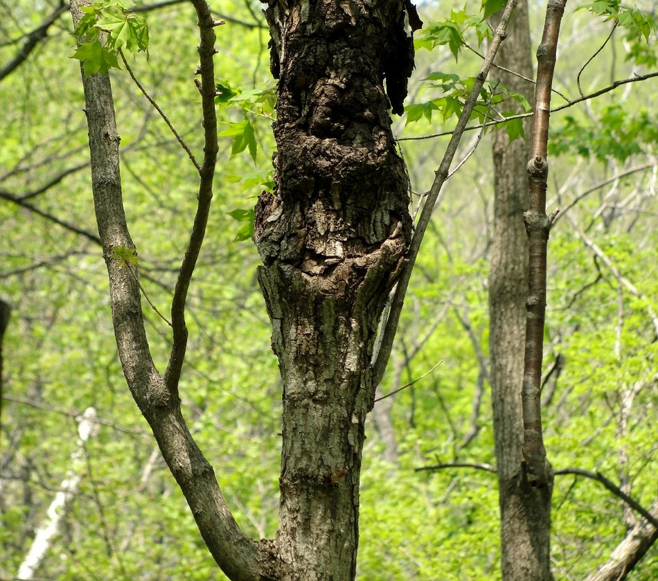 Лица леса: веселое