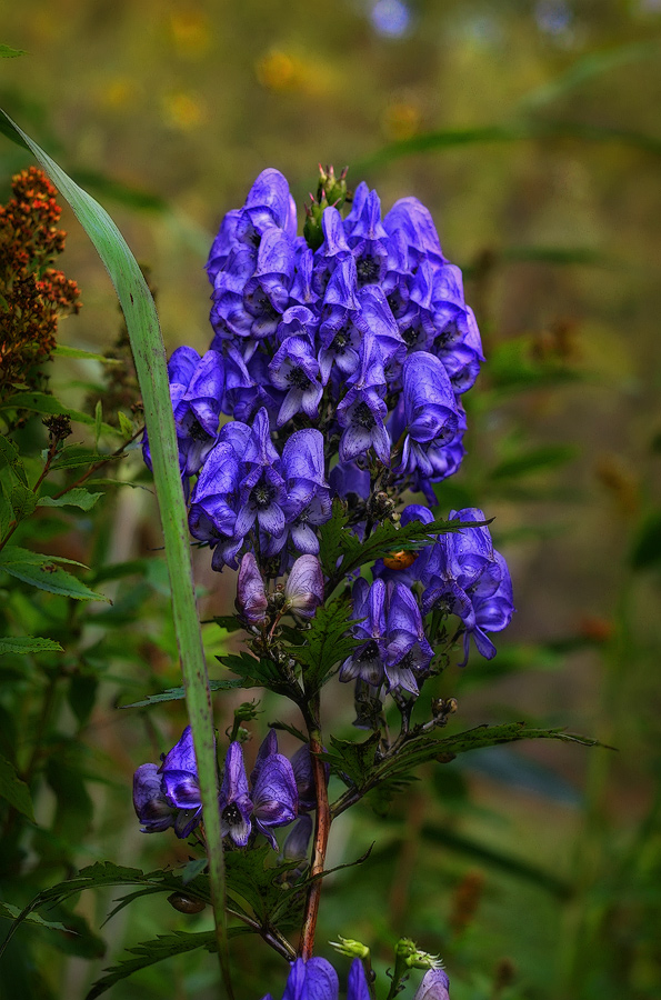 Осторожно - синий!