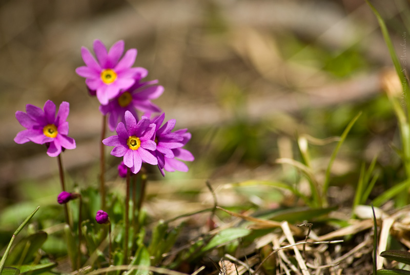 Primula cuneifolia Ledeb.