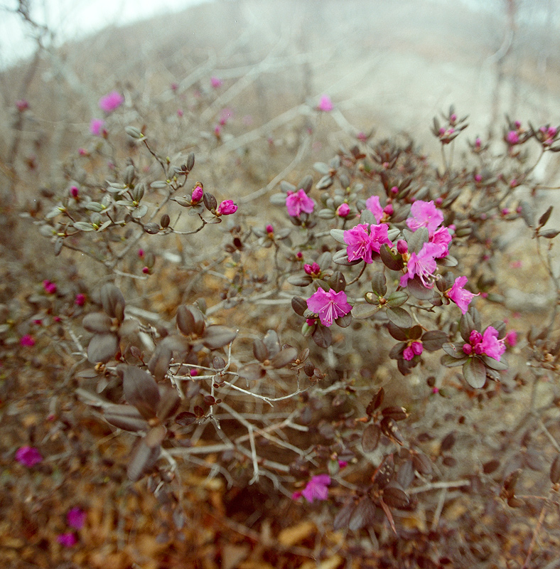 Рододиндон отдельноцветущий необыкновенный