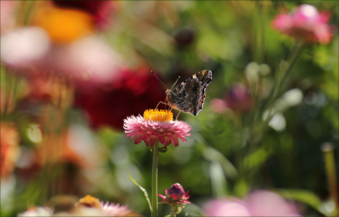 ее красочный мир