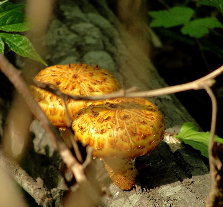 Чешуйчатка золотистая