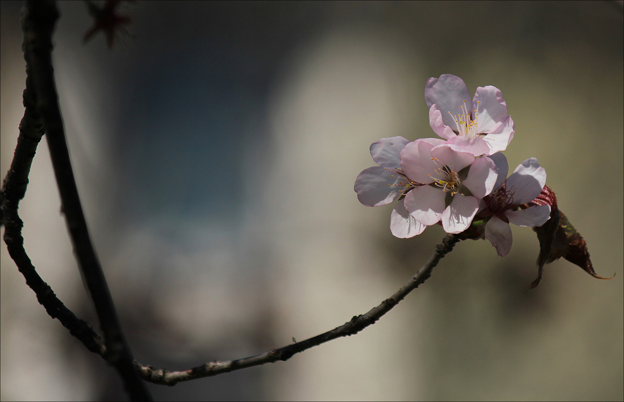 Веточка вишни