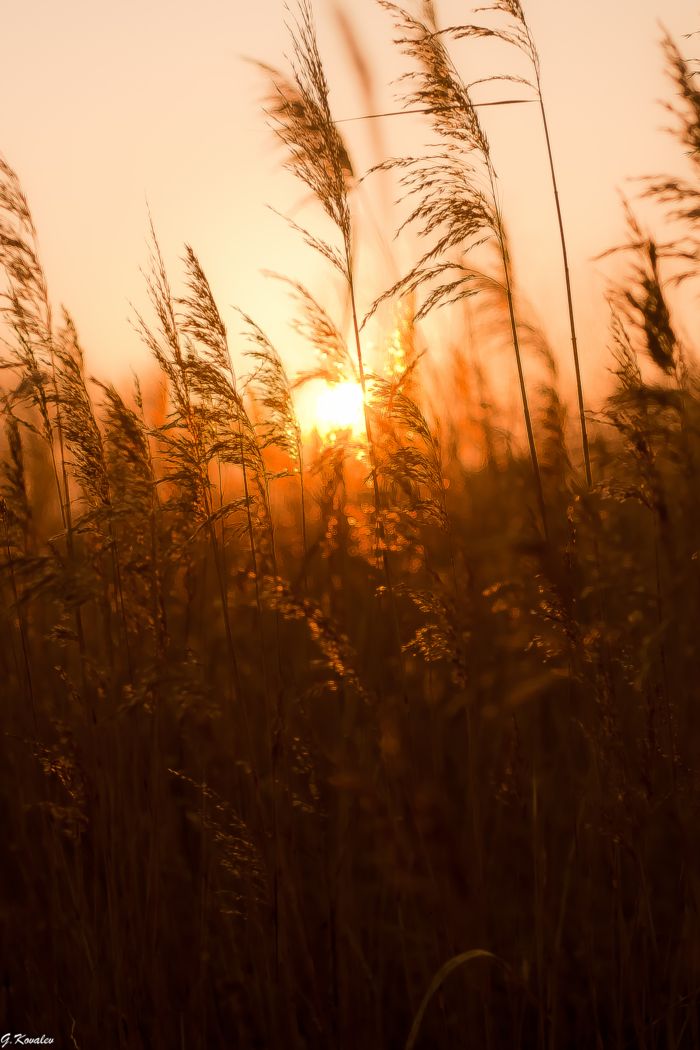 Золотые нивы...