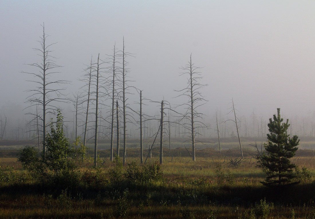 Уходящий туман