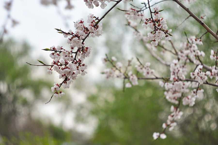 Приятные запахи наполняют воздух