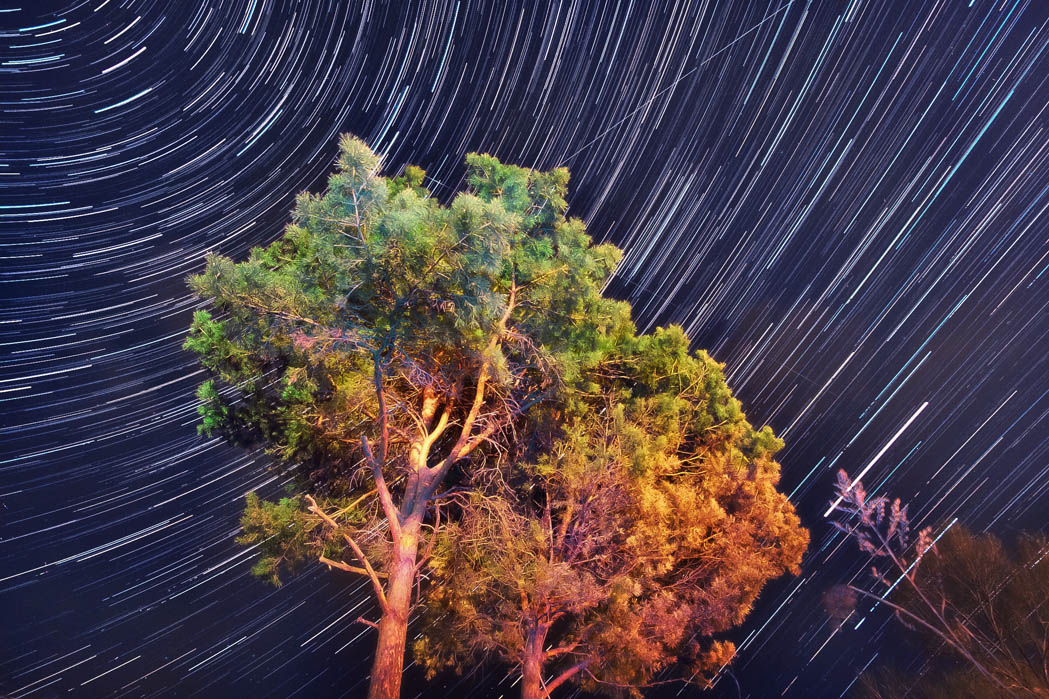 Сосны и звезды )