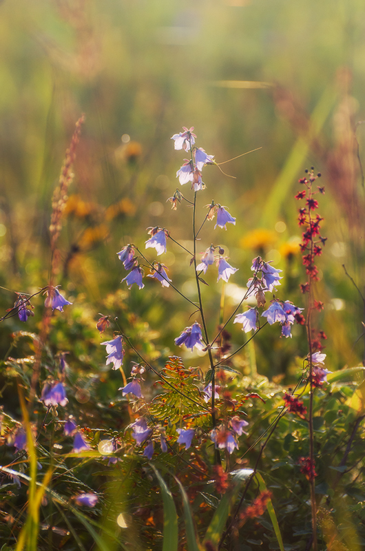 "Прикосновение света"