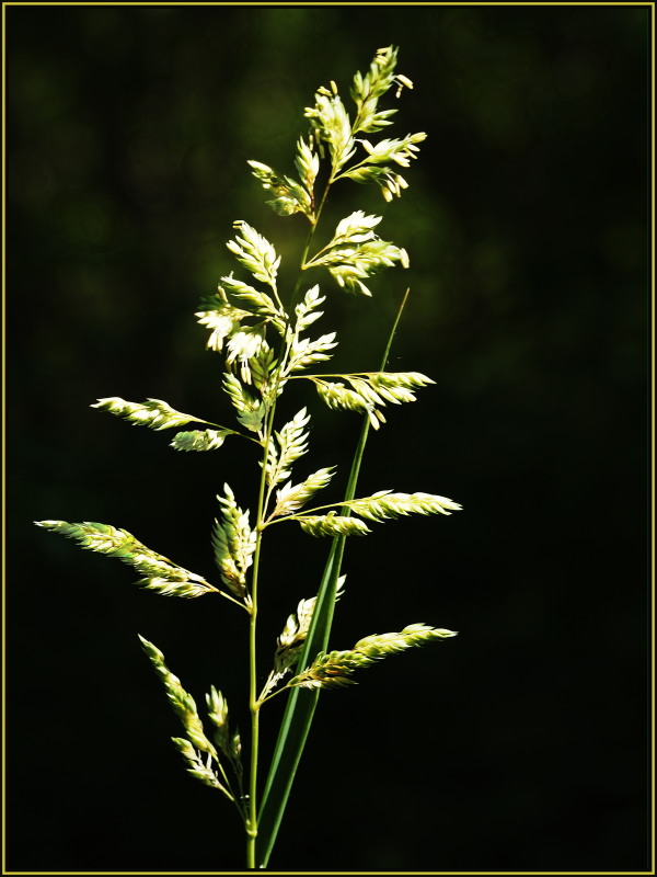 Золотой колосок