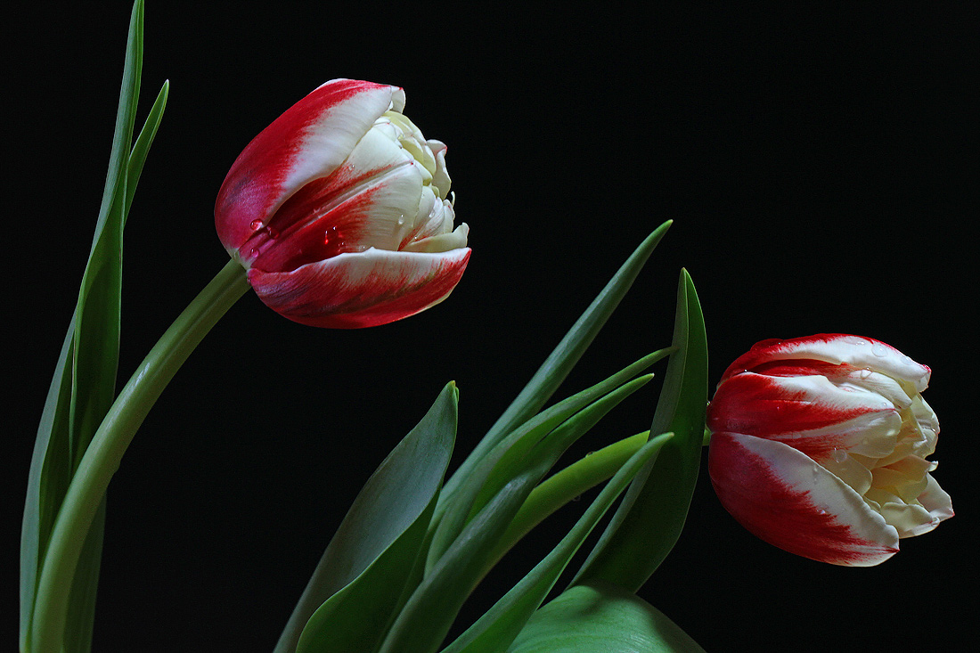 Один, два... три