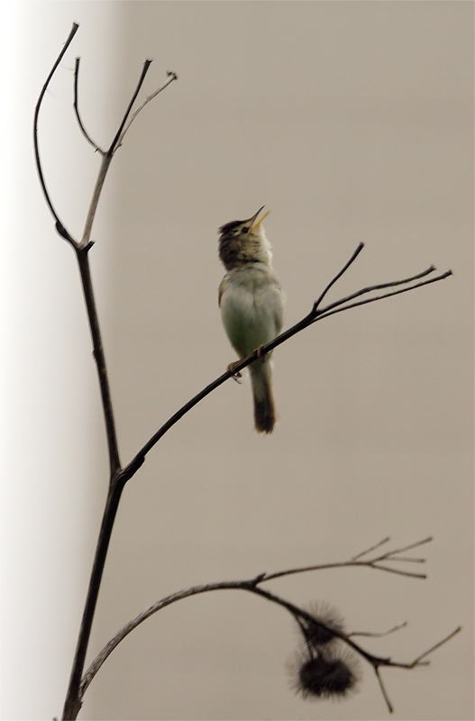 Утрешний певец