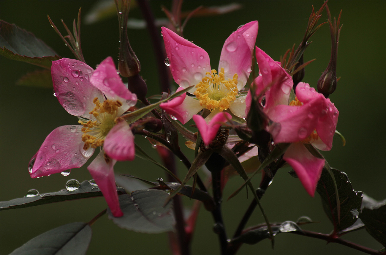 Хочу Солнца!