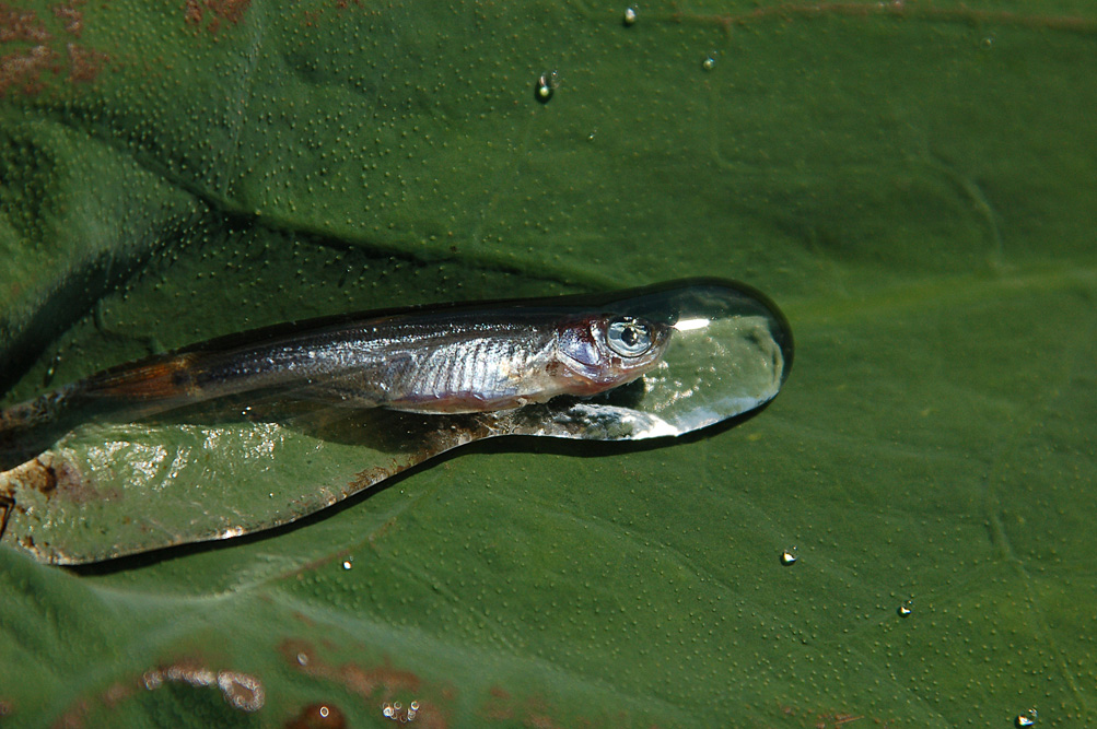 один день из жизни Nelumbo komarovii (9)
