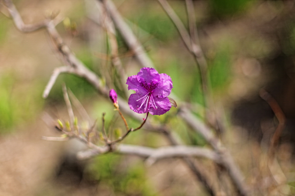 Рододендрон