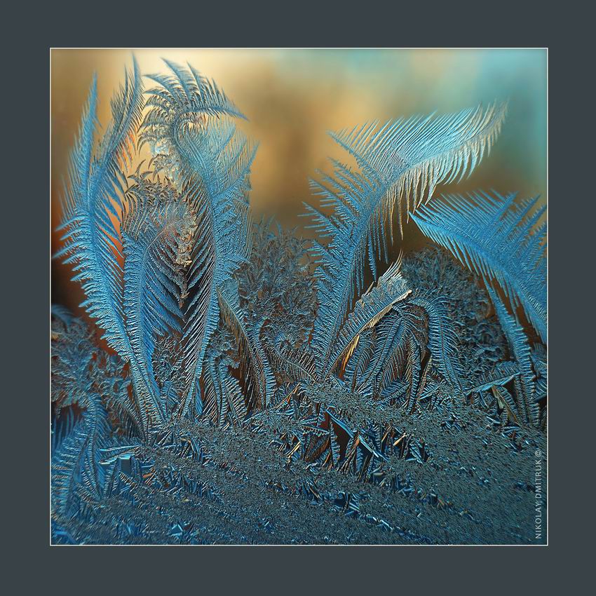 папоротник. зимний сад . 2018