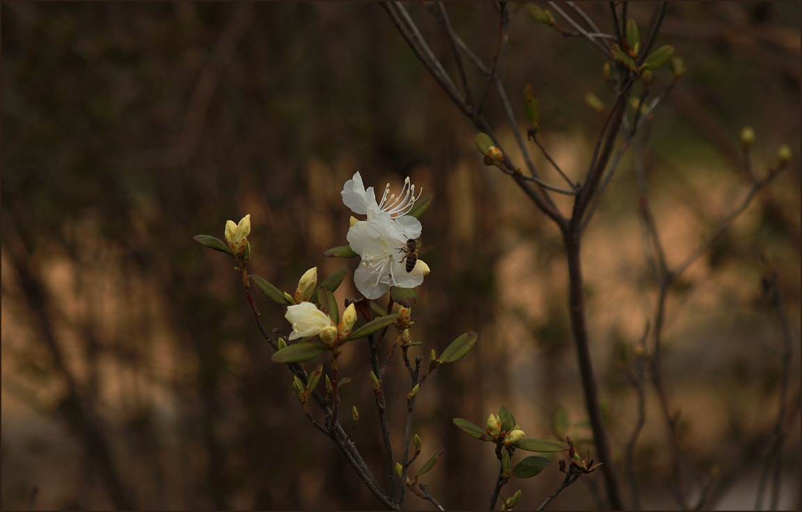 рододендрон