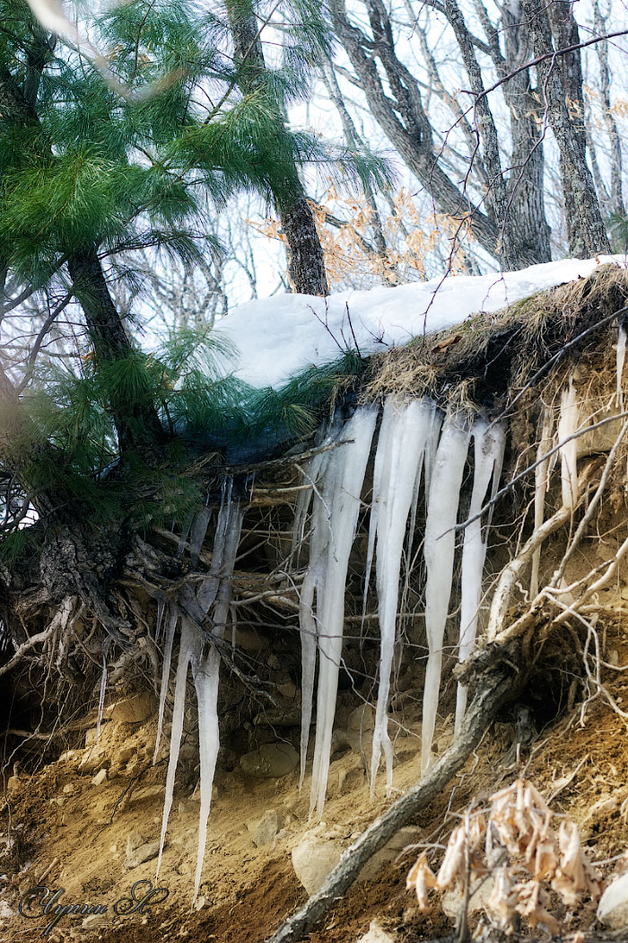 Зима корни пустила