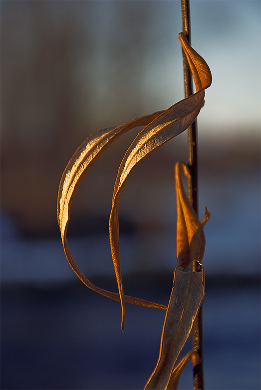 Сухие, желтые листы, предвестники поры печальной…