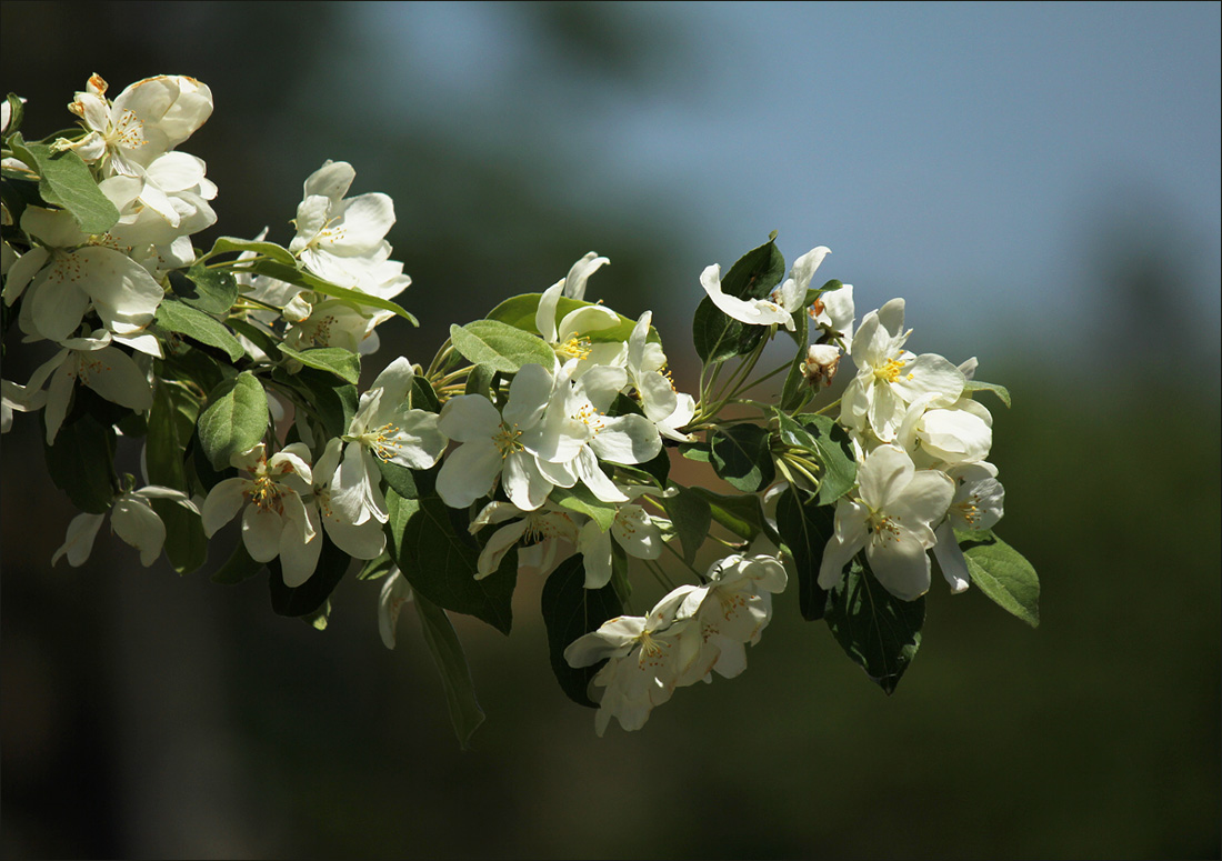 Веточка яблони
