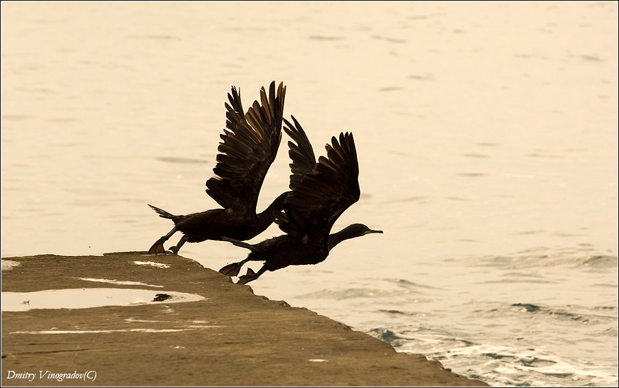 Низкий старт.