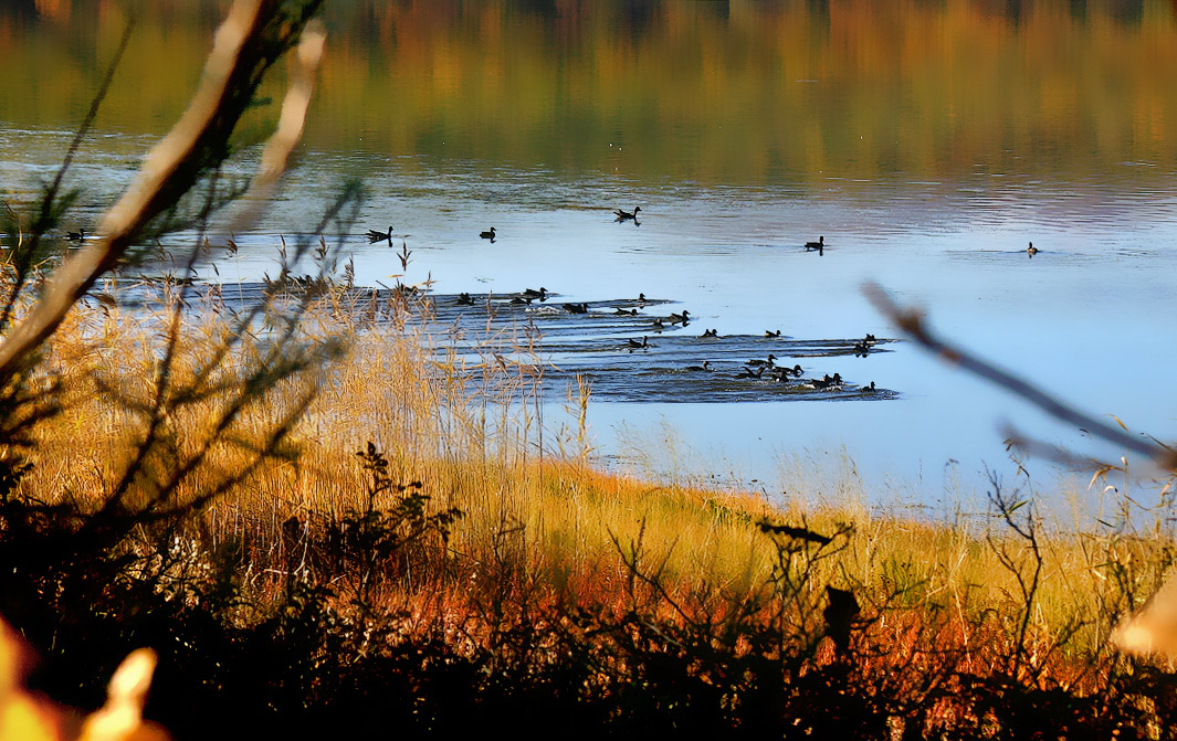 Заплыв на короткие дистанции