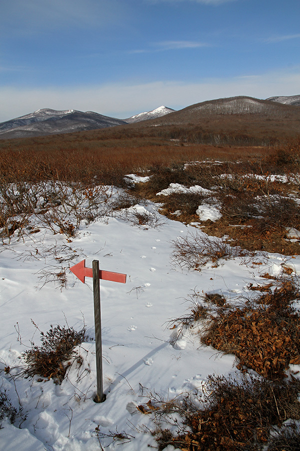 Кошка, которая гуляет сама по себе :)
