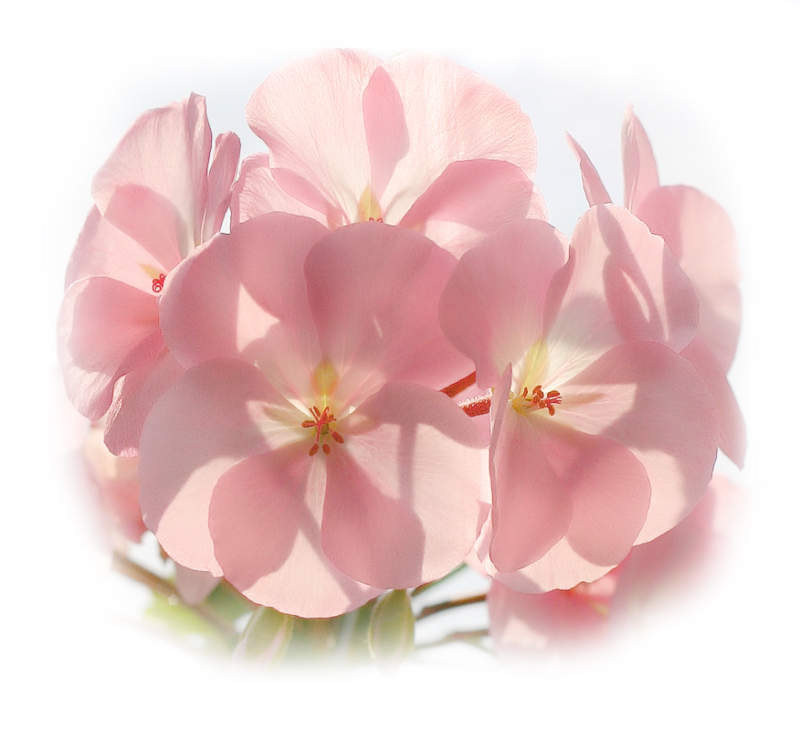 С ДНЁМ ЗАЩИТНИКА ОТЕЧЕСТВА!