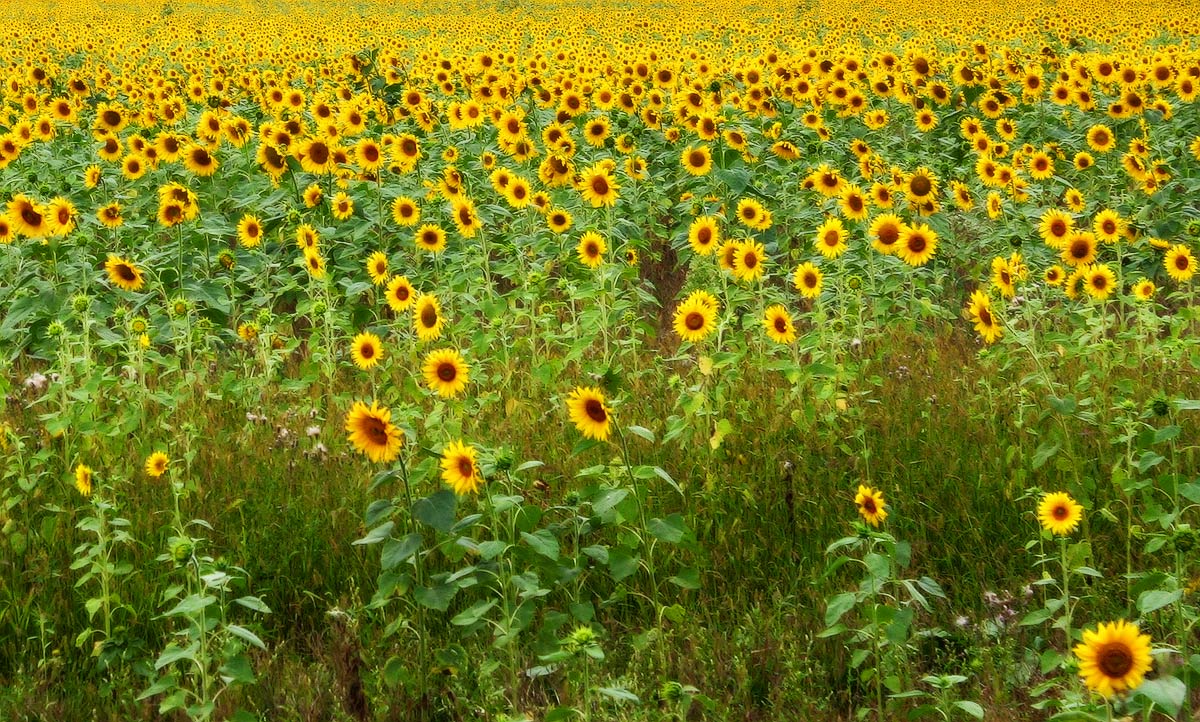 Подсолнуховый рай