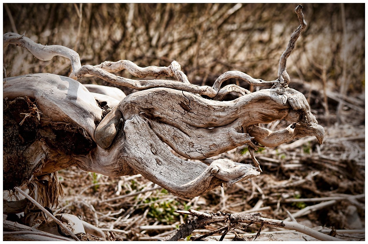 Легенда о драконе