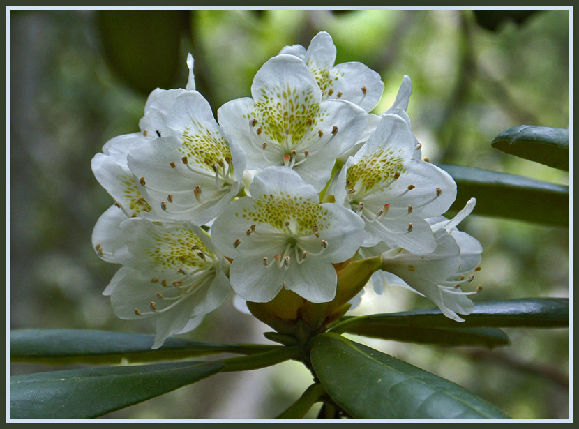 Приморский реликт
