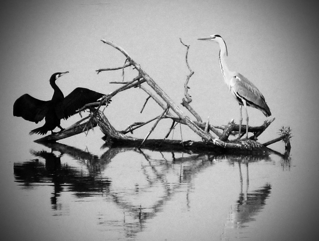 Вчера я поймал вот такую рыбу