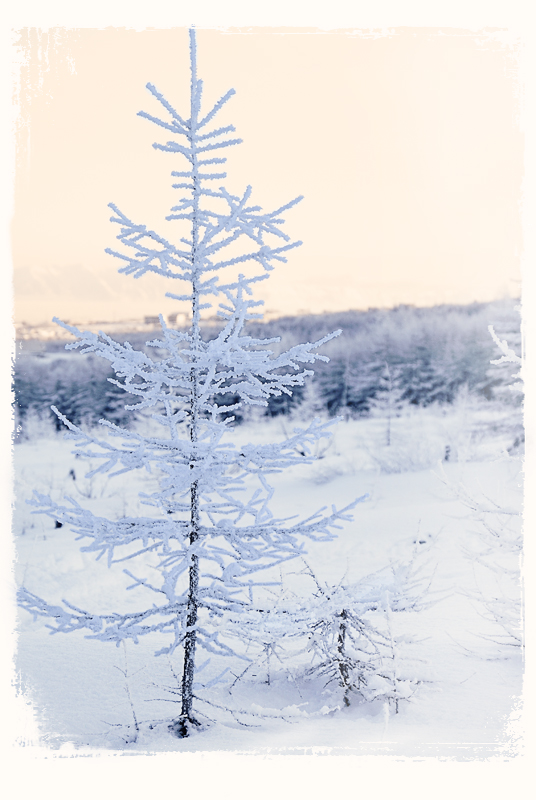 В убранстве белизны хрустальной ...