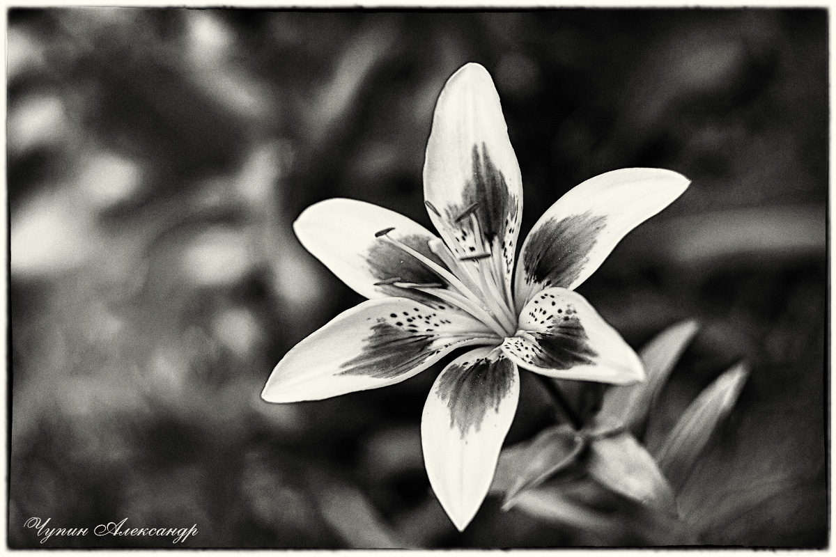 Жёлтая лилия