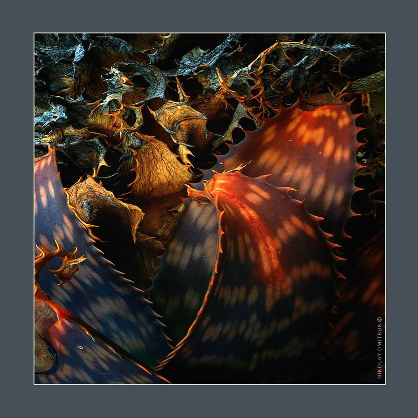 Драконоведение. Aloe . Catalunya. 2018