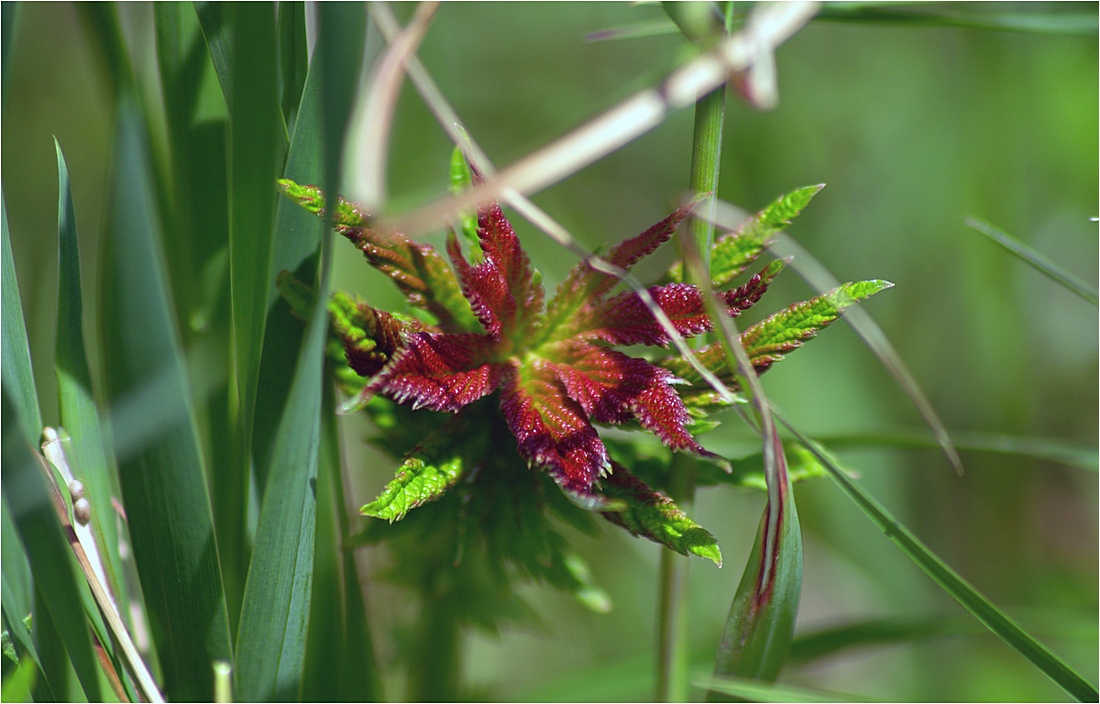 Минувшим ранним летом