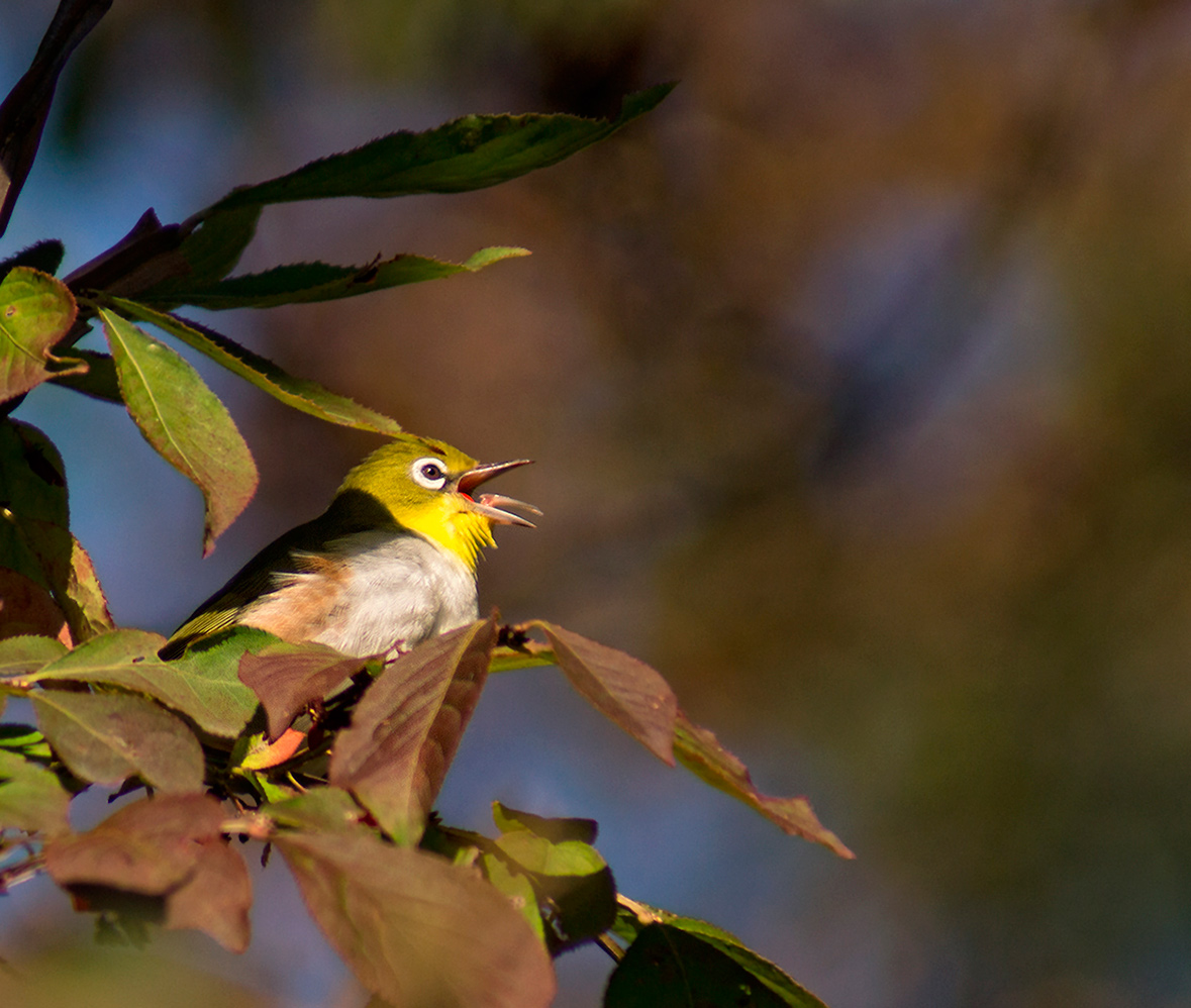 Белоглазка