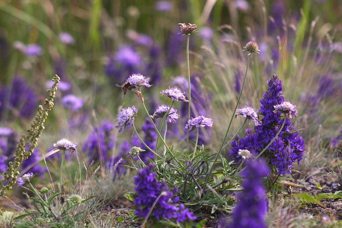 Музыка синего цвета