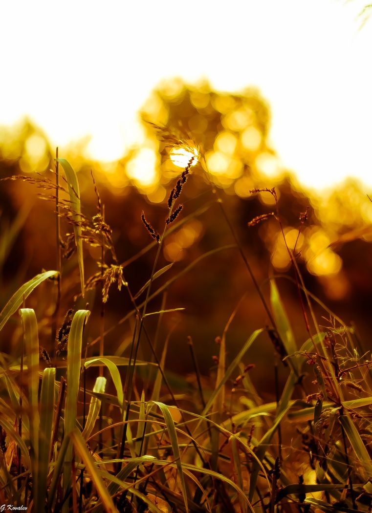 Склоняясь друг к другу...