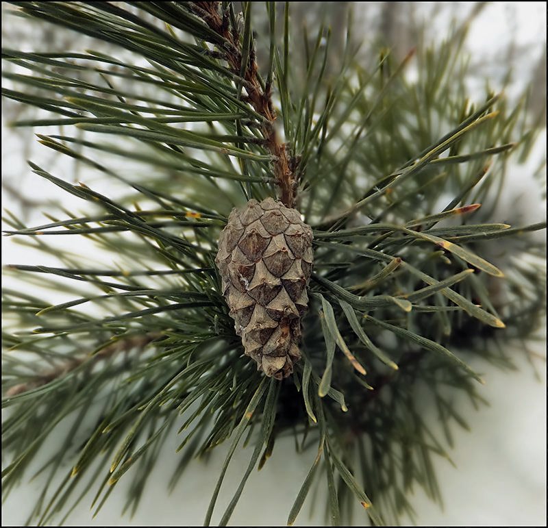Вечнозелёная...
