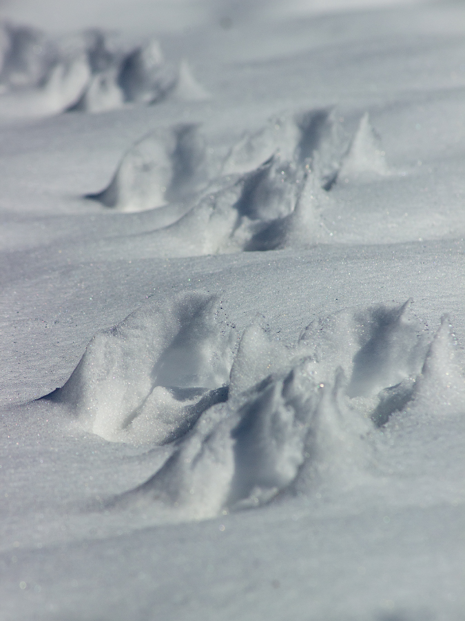 Тропою зайца