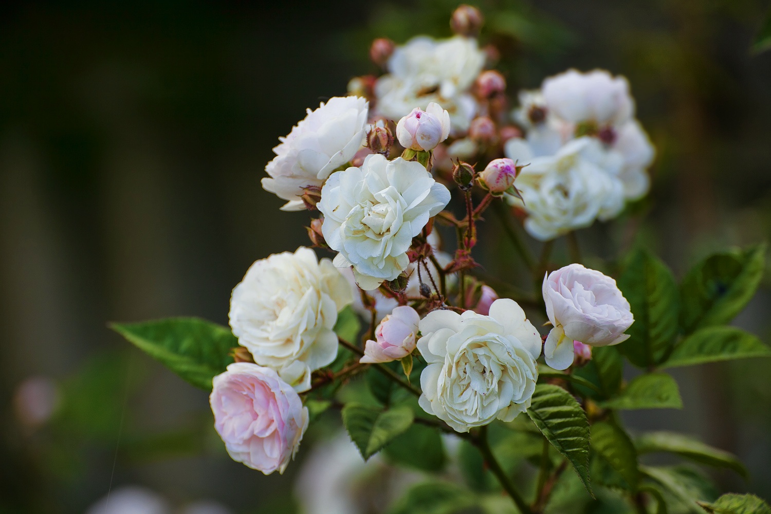 Ближе ко второй половине лета