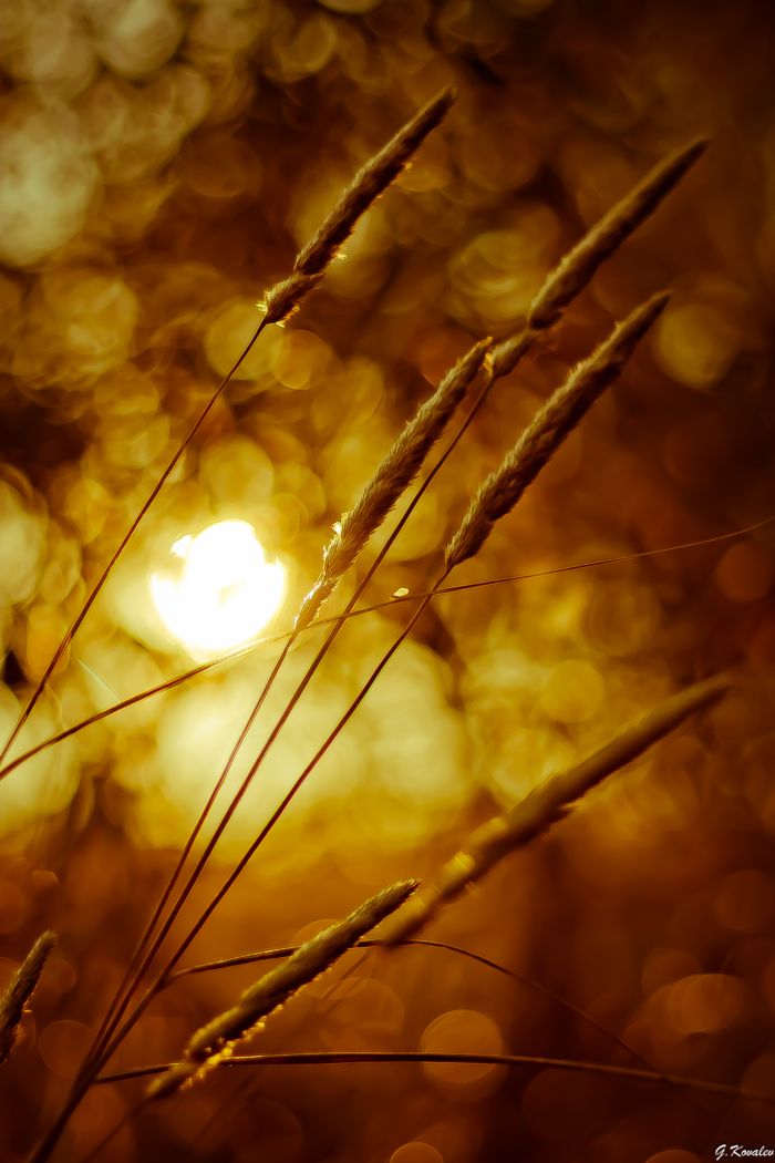 Золотой рассвет...