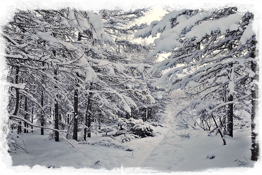 Чародейкою Зимою околдован, лес стоит...