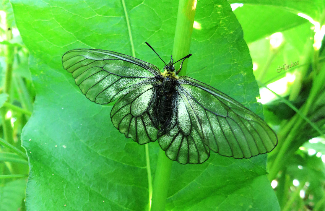 Парусник Штуббэндорфа