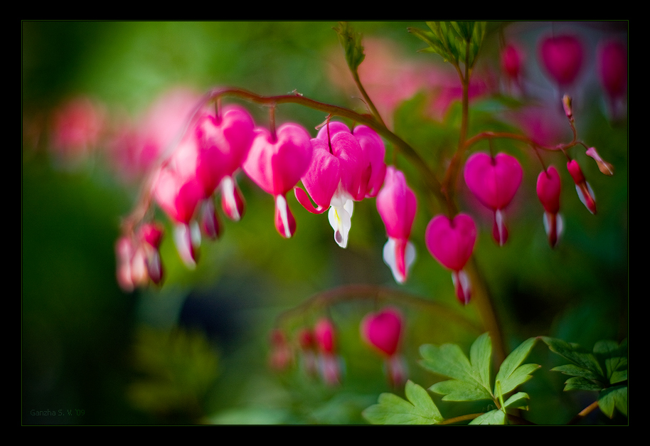 Не много лета вам дарю!