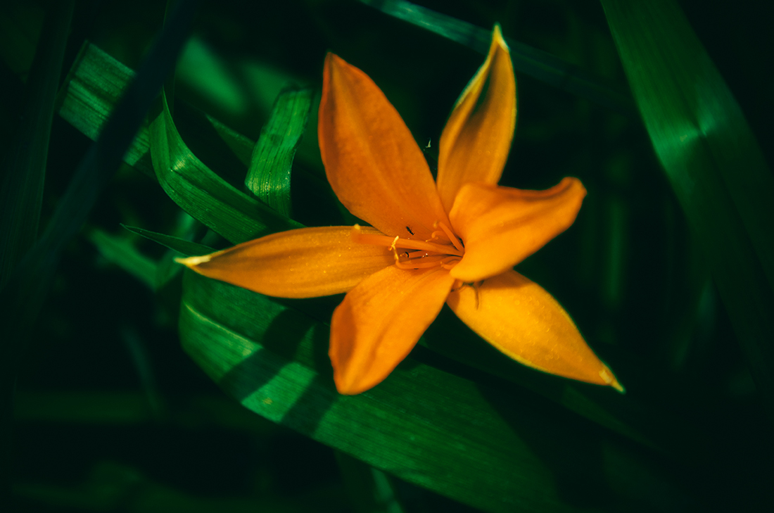 Красоднев Миддендорфа