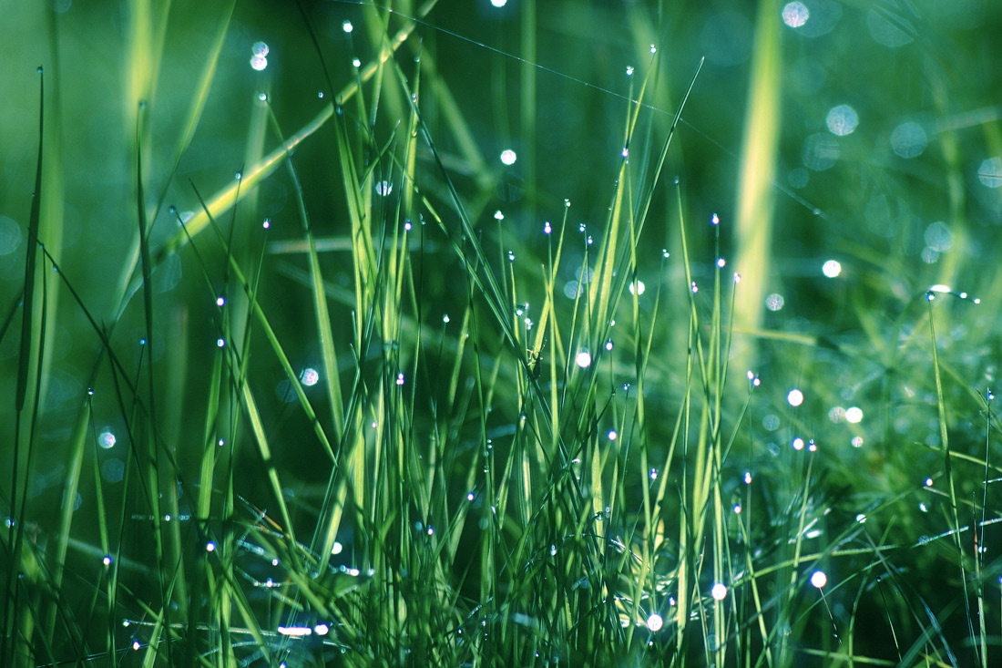 Бисерное утро