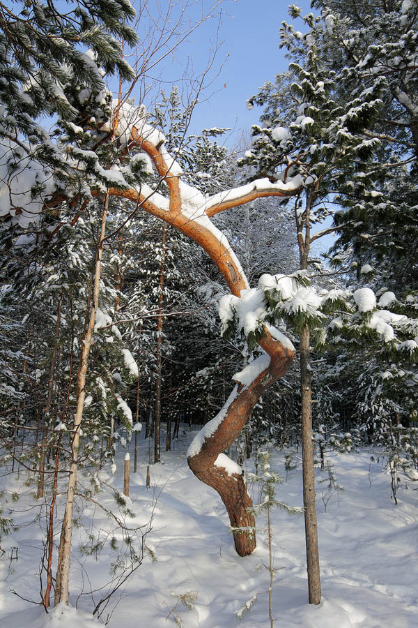 Годен к нестроевой